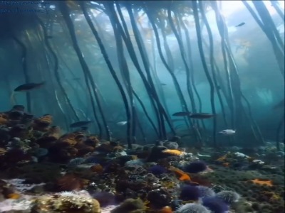 گنج پنهان زیر امواج دریاها و اقیانوس ها