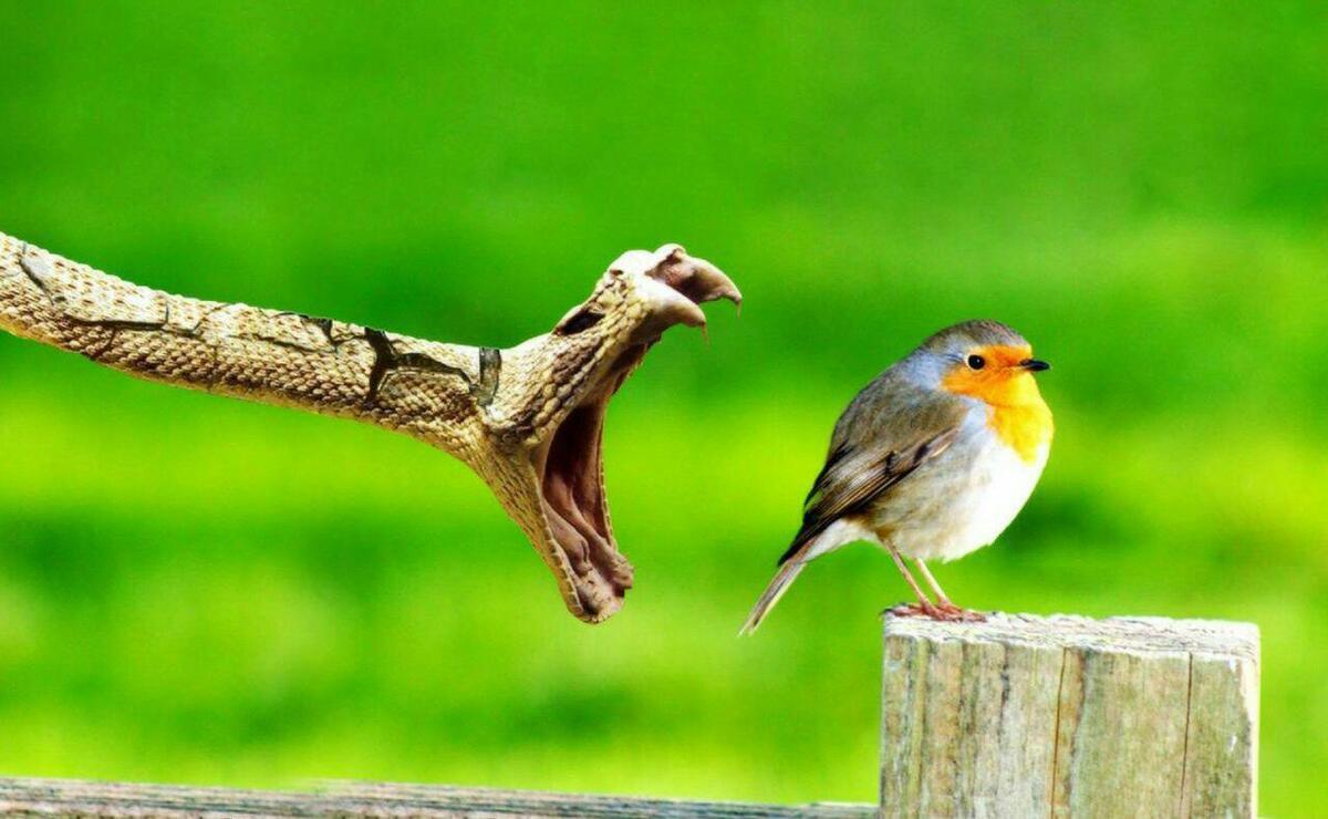 دفاع شجاعانه پرنده از خودش مقابل مار