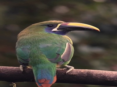 توکانت زمردی پرنده ای نسبتاً خجالتی