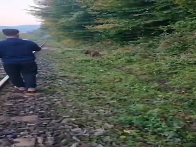 لحظاتی پس از برخورد قطار با خرس قهوه‌ای