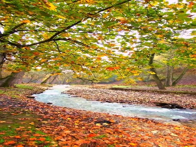 طبیعت پاییزی جنگل اسالم