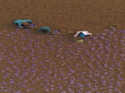 تصویر هوایى از برداشت زعفران در تربت حیدریه