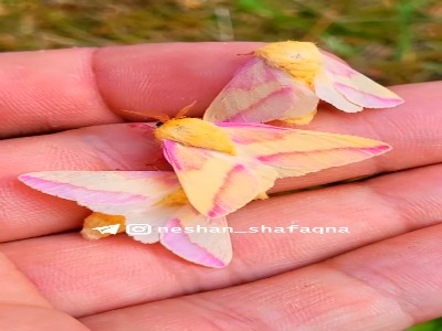 شب پره ای که غذا نمی خورد