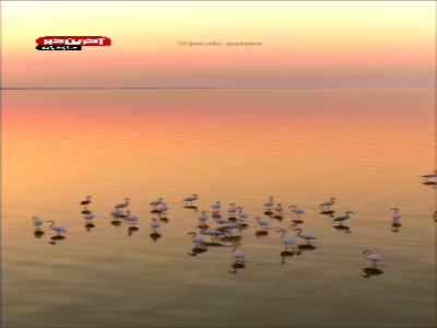 فلامینگوهای تالاب میانکاله در مازندران