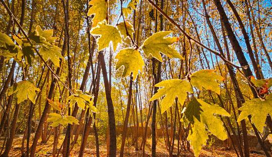 طبیعت دیدنی پاییزی کردستان