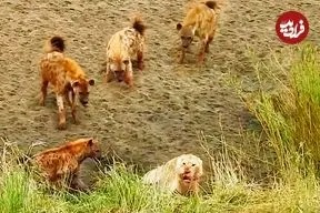 شیر بخت برگشته در محاصره کفتارها