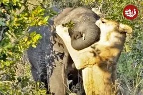 تلاش شیر ماده سمج برای شکار بچه فیل!