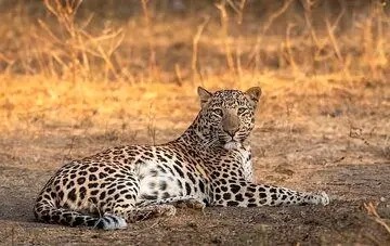 مشاهده یک قلاده پلنگ ایرانی در نزدیکی تهران/ عکس