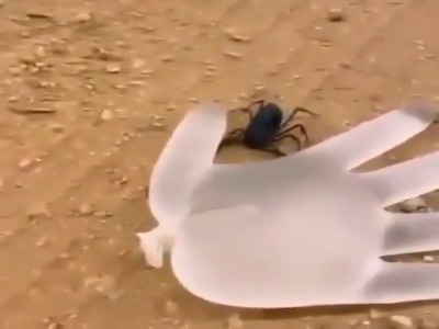 نحوه نیش زدن عقرب