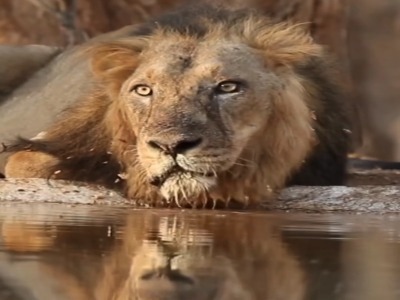 یک شیر معمولی روزانه چقدر آب نیاز دارد؟