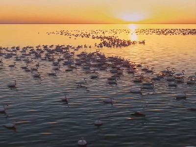 استراحت فلامینگوها در تالاب میانکاله...