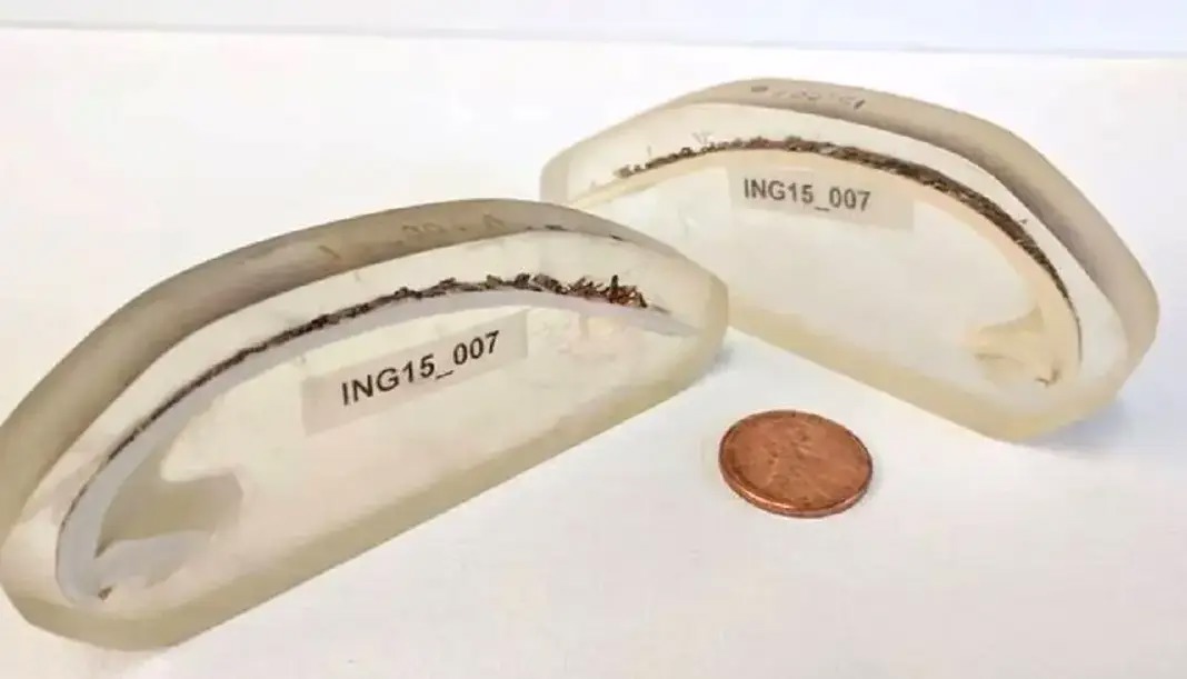 گوناگون/راز طول عمر ۵۰۷ ساله قدیمی‌ترین جانور منفرد دنیا