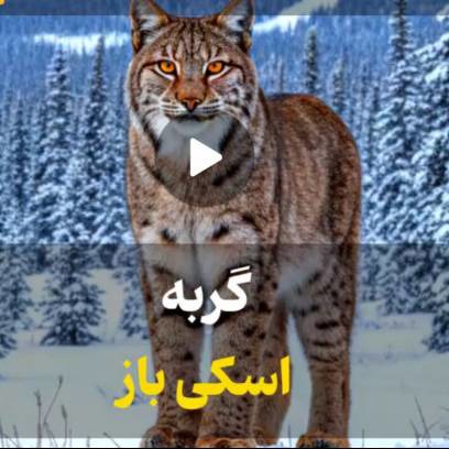 گربه اسکی باز