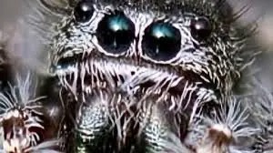 کشف عنکبوت عجیبی که مثل یاقوت می درخشد/ ویدئو