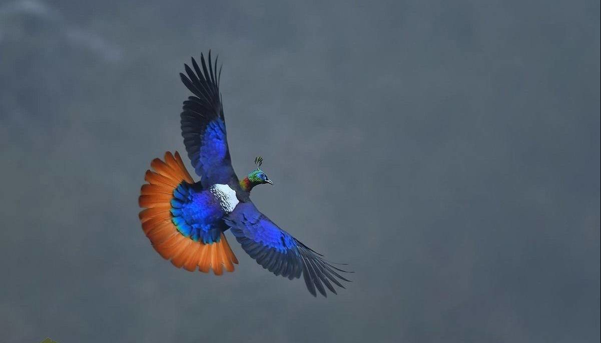 غبغب رنگی عجیب یک پرنده زیبا