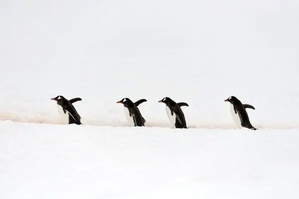 تعقیب هولناک پنگوئن توسط نهنگ‌های قاتل