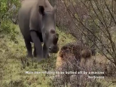 وقتی کرگدن برای شیر نر مغرور به سیم آخر می زند!