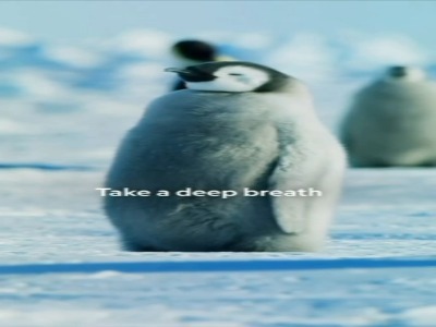 ویدئویی دیدنی از تنفس آرام و عمیق یک پنگوئن