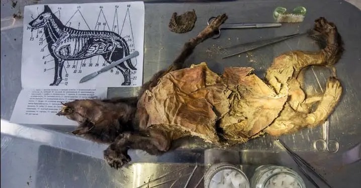 کشف شواهدی از «سگ‌خواری» در اروپای ۲۵۰۰ سال قبل