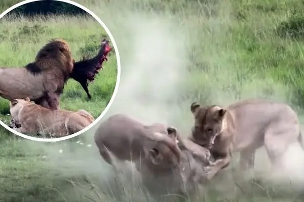 شیرهای گرسنه یک گراز را از هم دریدند!