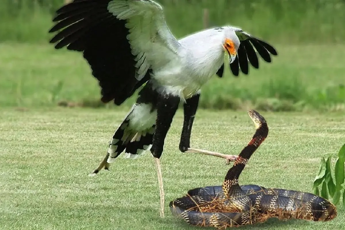 شاه کبرا در مقابل پرنده منشی در یک جنگ بزرگ