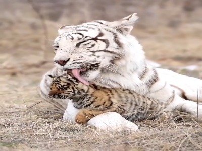 ببر زیبای آلبینو و توله هاش