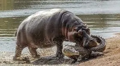 لحظه نادر گاز گرفتن دم کروکودیل توسط اسب آبی کنجکاو