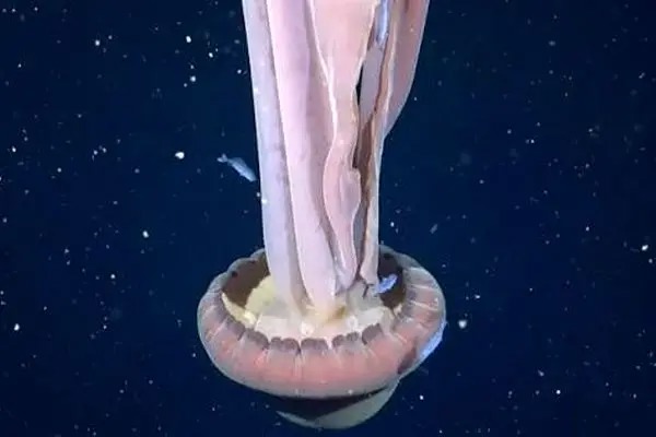 ثبت تصویری نادر از عروس دریایی به اندازه یک اتوبوس!