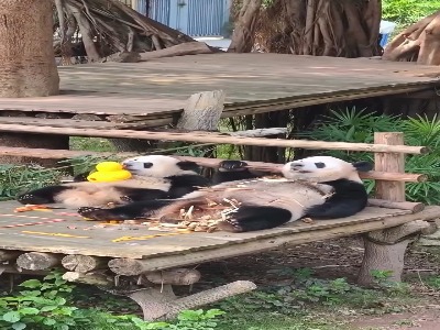 استراحت دیدنی دو پاندا در باغ وحش