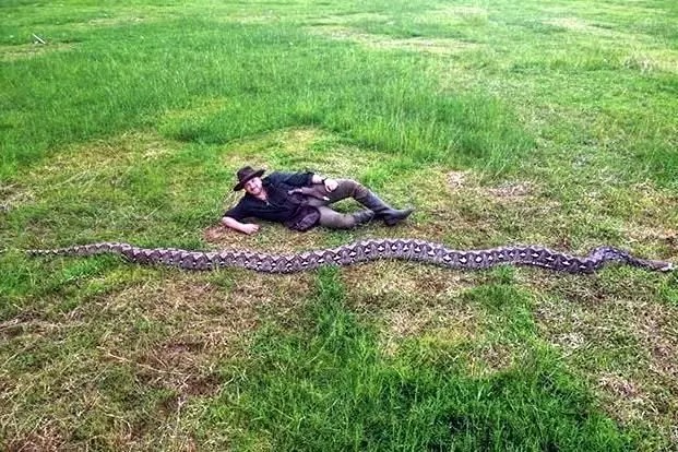 رونمایی از بلندترین مار پیتون جهان!