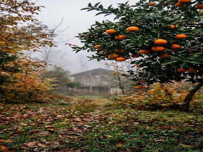 باغ‌های پرتقال، رشت، گیلان