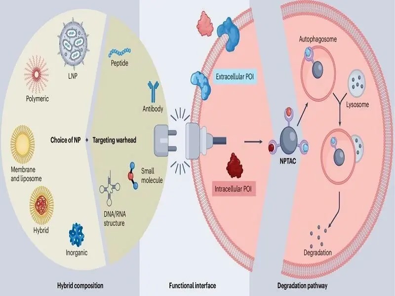 پروتئین‌های مرگ‌آور به دام نانوذرات افتادند