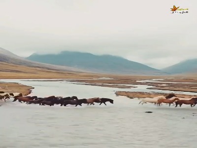 محبوبیت زیاد اسب ایسلندی