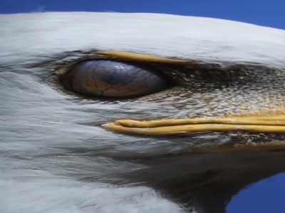 پلک عقاب درست مثل عینک خلبان‌های قدیمی