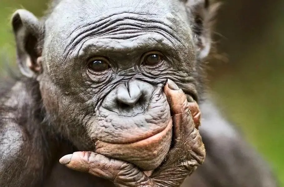 میمون‌ها مانند انسان‌ها توانایی تخیل دارند