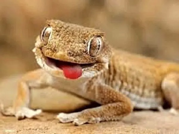 ۸ سال زندان برای مردی که می خواست مارمولک از کشور خارج کند