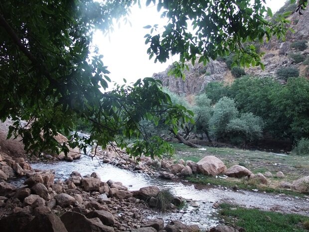 آریا جوان