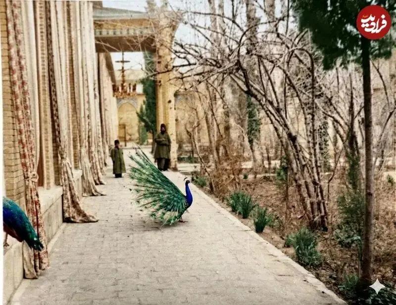 آریا جوان