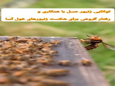 رفتار گروهی زنبور‌های عسل برای شکست زنبور غول‌آسا