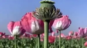 از نشت دارو در شبکه توزیع تا تجویز ۶۰ سی‌سی به جای ۱۸ سی‌سی و تبدیل آن به تریاک