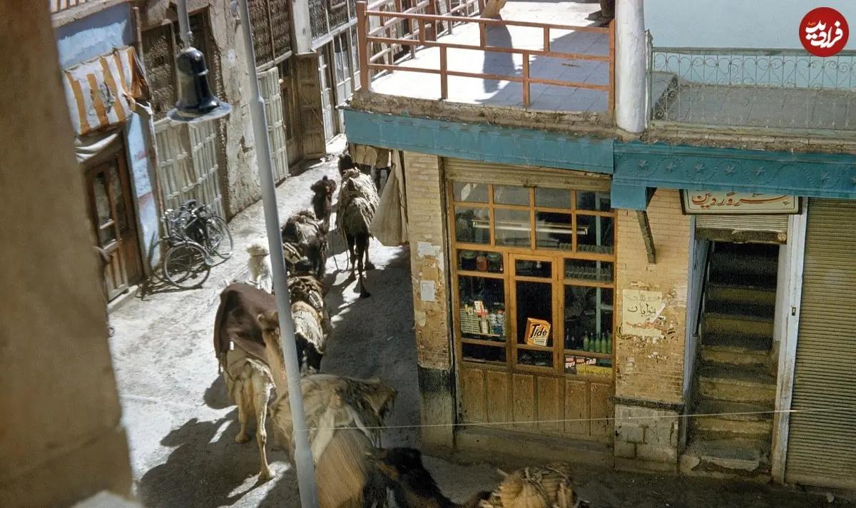 آریا جوان