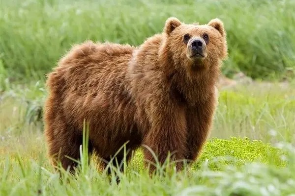 مشاهده دو خرس قهوه‌ای در منطقه حفاظت‌شده قیصری