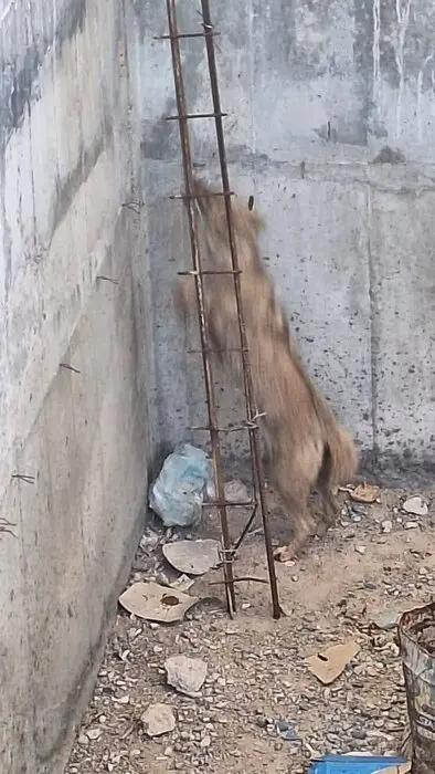 آریا جوان
