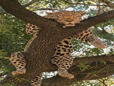 استراحت پادشاه در قلمرو آسمان