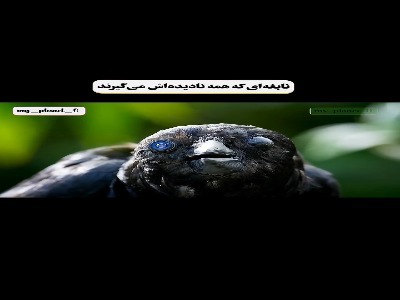 کلاغ جاسوس و اقدام عجیب یک پرنده فوق باهوش