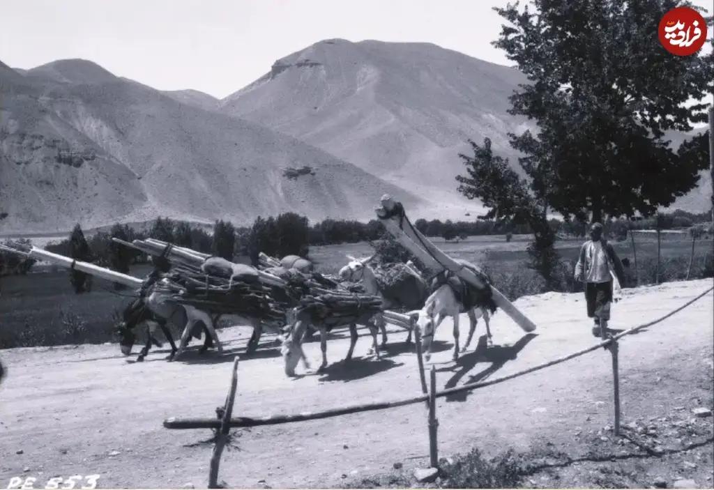 آریا جوان