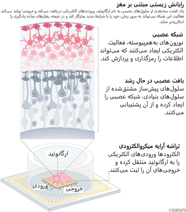 آریا جوان