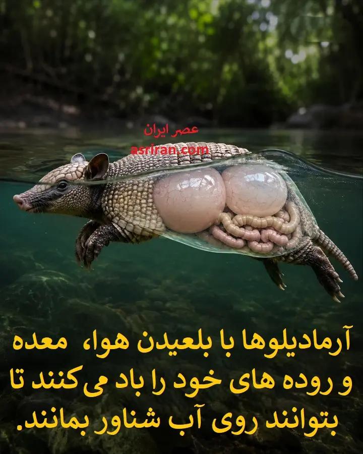 آریا جوان