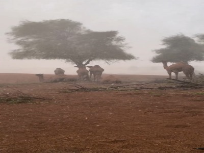 تگرگ شدید در امارات شترها را فراری داد