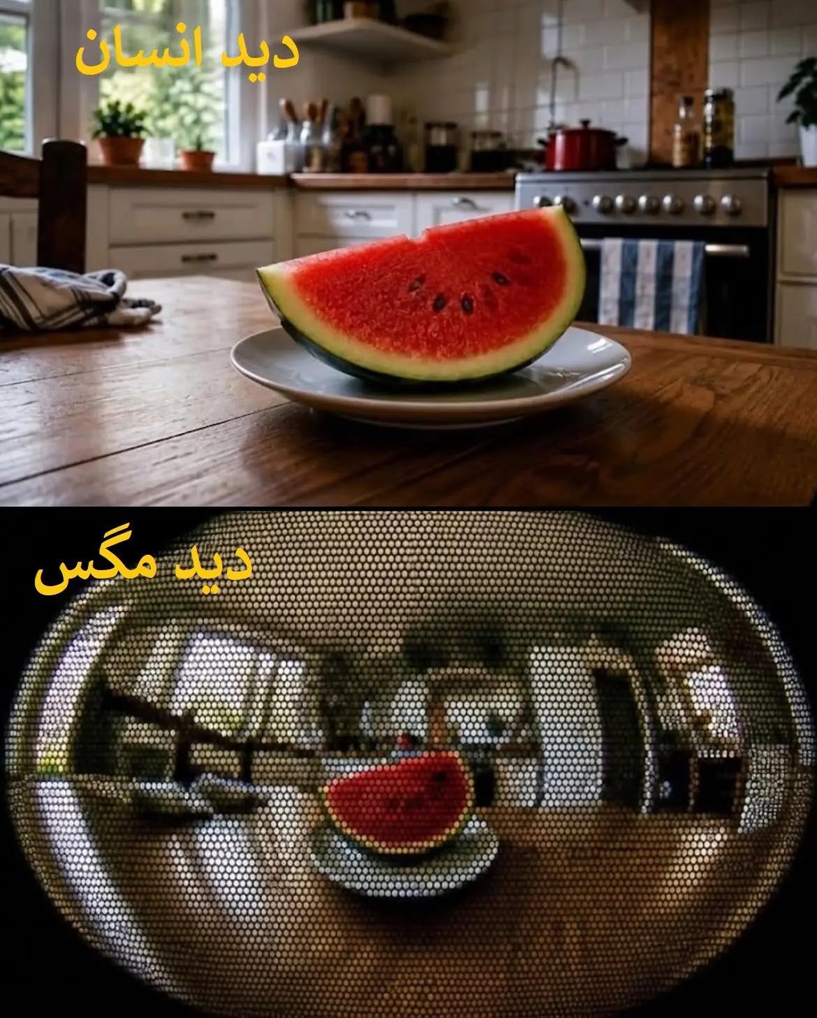 آریا جوان